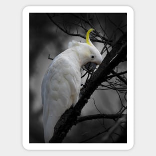 Sulphur-crested Cockatoo_3798A Sticker